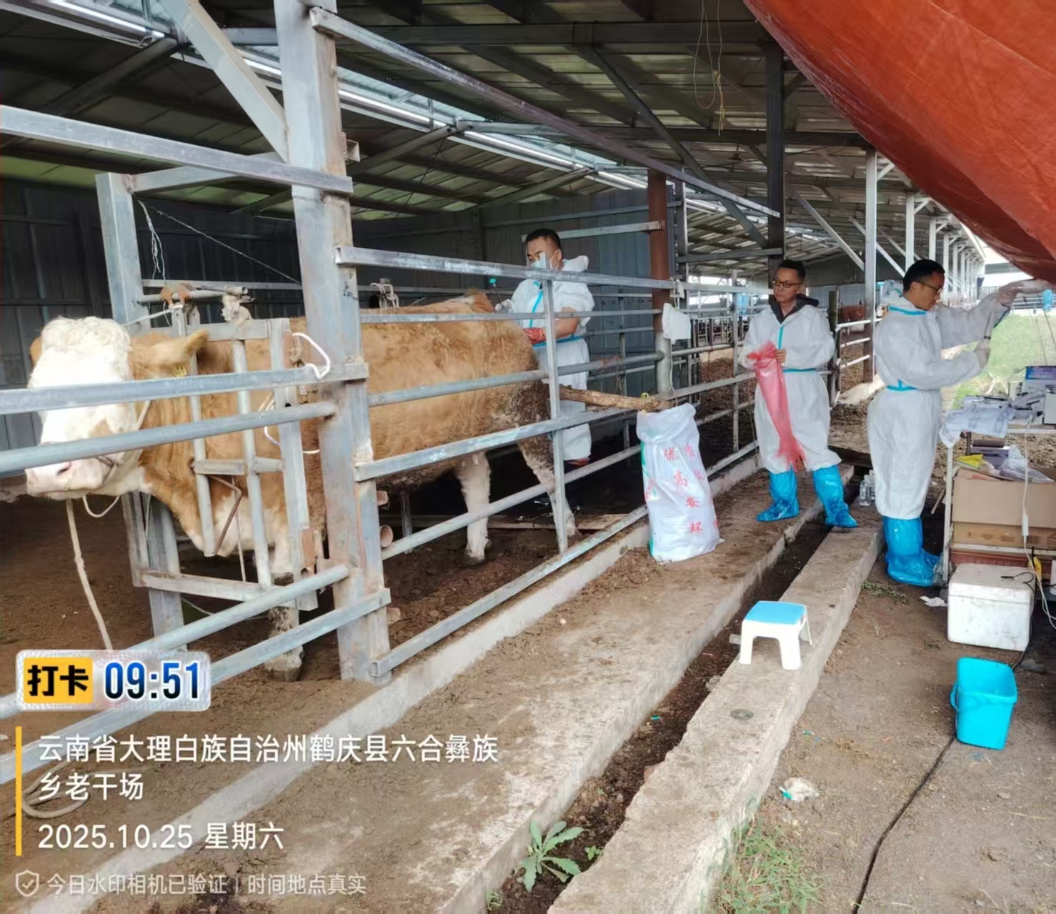 beat365官网种畜技术研发中心赴大理鹤庆开展华西牛育种工作